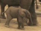 Видео Новорожденный слонёнок