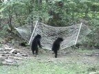 Видео Медвежата и гамак
