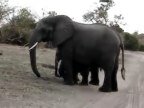 Видео Слонёнок чихнул