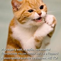 Фото приколы Пятничная котоматрица (30 фото)