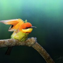 Фото приколы Яркие и удивительные птицы (14 фото)
