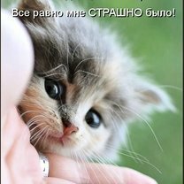 Фото приколы Весёлый пасьянс котоматрицы (34 фото)