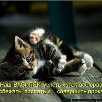 Фото приколы Весёлая кошачья матрица (30 фото)