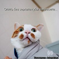 Фото приколы Забавная котоматричная подборка (30 фото)