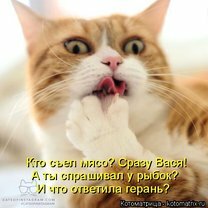 Фото приколы Котоматрицы для кошколюбов (30 фото)