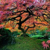 Фото приколы Самые чудесные деревья