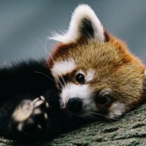 Фото приколы Милая красная панда (25 фото)