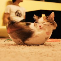 Фото приколы Спящие кошки-виртуозы (22 фото)