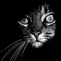 Фото приколы Кошки в чёрно-белых тонах (20 фото)
