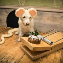 Фото приколы Рождественские открытки с собаками (10 фото)