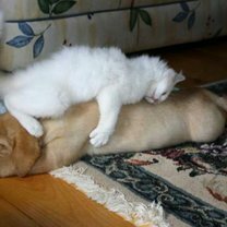 Фото приколы Тихо, кошки спят! (13 фото)