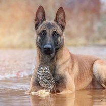 Дружба собаки и совы