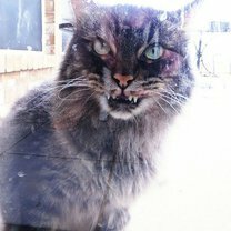 Фото приколы Коварные коты (25 фото)