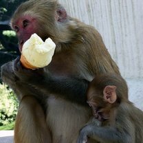 Фото приколы Звери едят мороженку