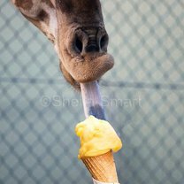 Фото приколы Звери едят мороженку
