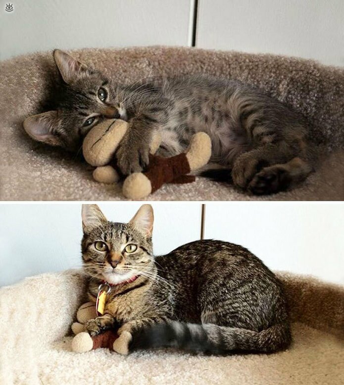 Звери с игрушками: до и после взросления 4