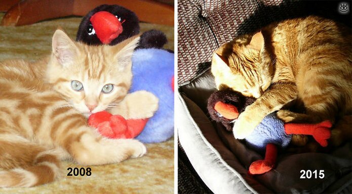 Звери с игрушками: до и после взросления 13