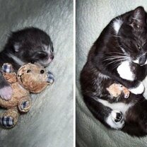 Фото приколы Звери с игрушками: до и после взросления (15 фото)