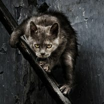 Фото приколы Потёртые дворовые коты (20 фото)