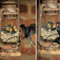 Фото приколы Неожиданные птичьи гнёзда (23 фото)