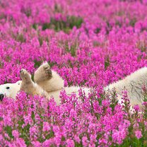Фото приколы Красота полярных медведей (11 фото)