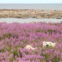 Фото приколы Красота полярных медведей (11 фото)