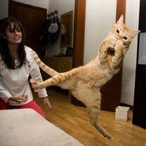 Фото приколы Коты, которых не берёт сила притяжения (16 фото)