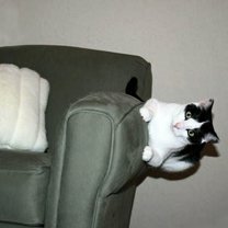 Фото приколы Коты, которых не берёт сила притяжения (16 фото)