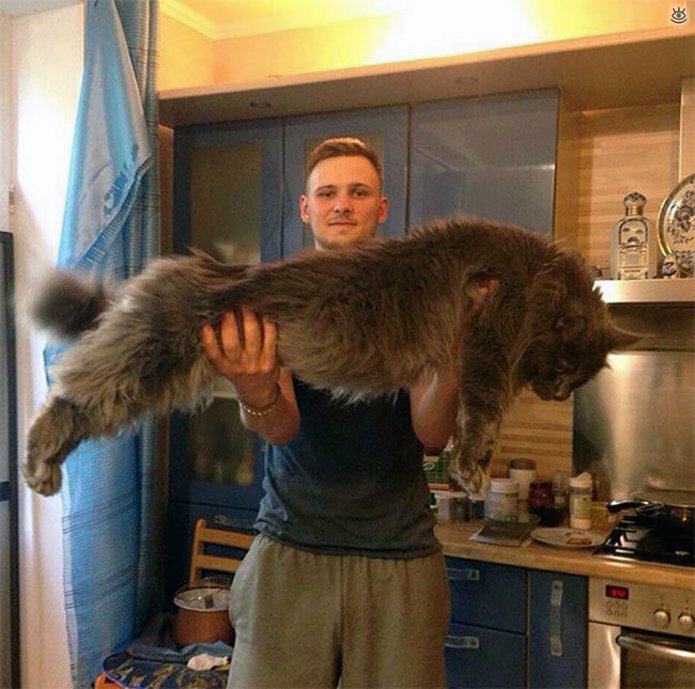 Самые большие кошки в мире 1