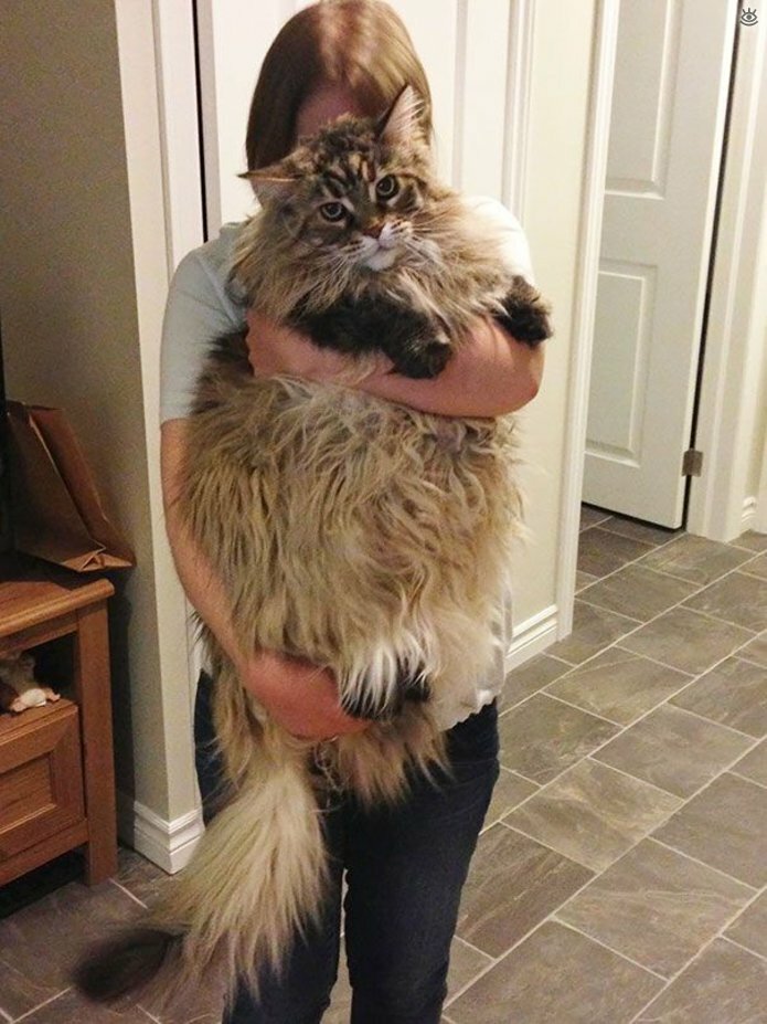 Самые большие кошки в мире 5