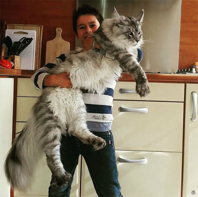 Самые большие кошки в мире 6