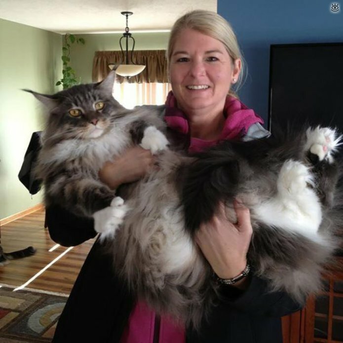 Самые большие кошки в мире 11