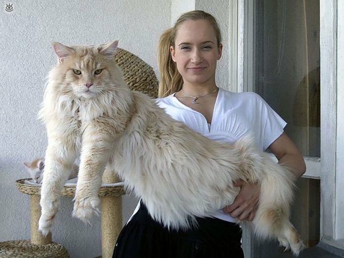 Самые большие кошки в мире 14