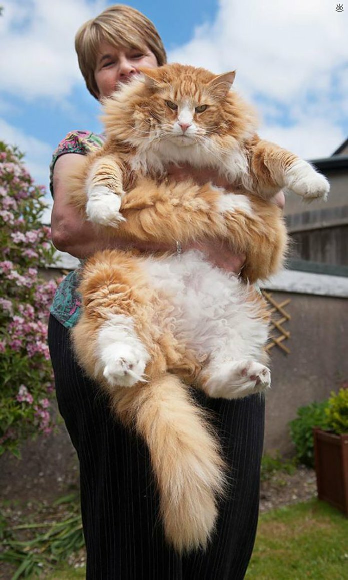 Самые большие кошки в мире 15