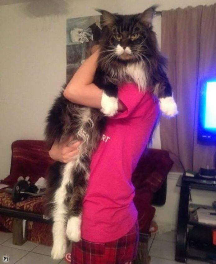 Самые большие кошки в мире 26