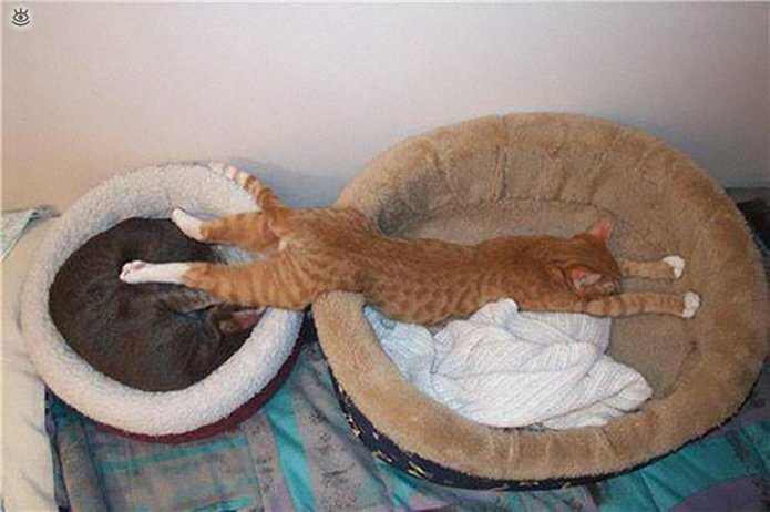 Как умеют спать кошки 3