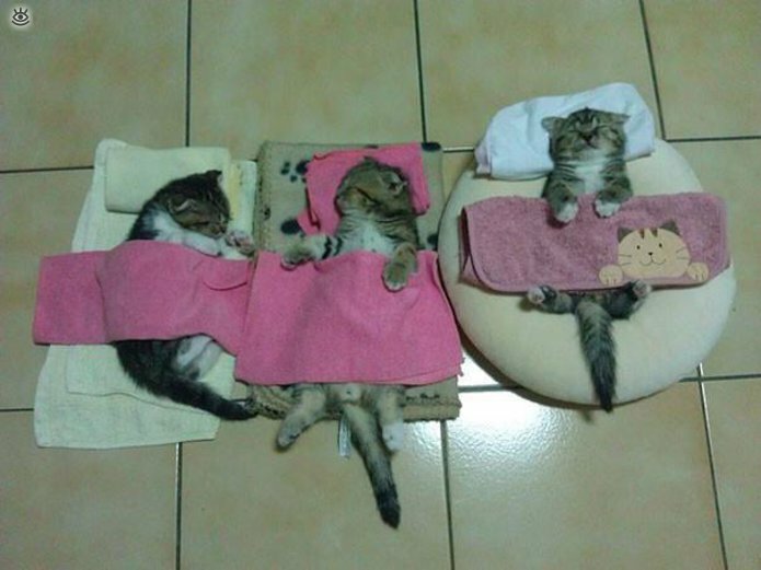 Как умеют спать кошки 7