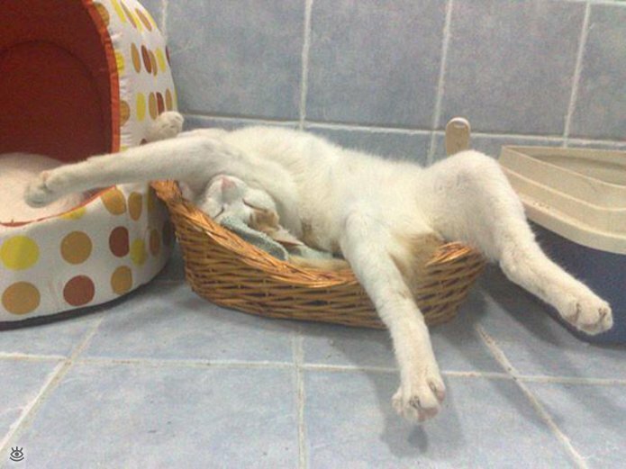 Как умеют спать кошки 22