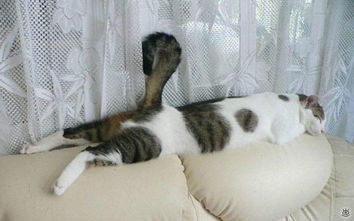 Как умеют спать кошки 26