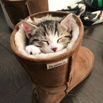 Фото приколы Как умеют спать кошки (30 фото)