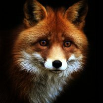 Фото приколы Рыжие красавицы-лисицы (20 фото)