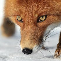 Фото приколы Рыжие красавицы-лисицы