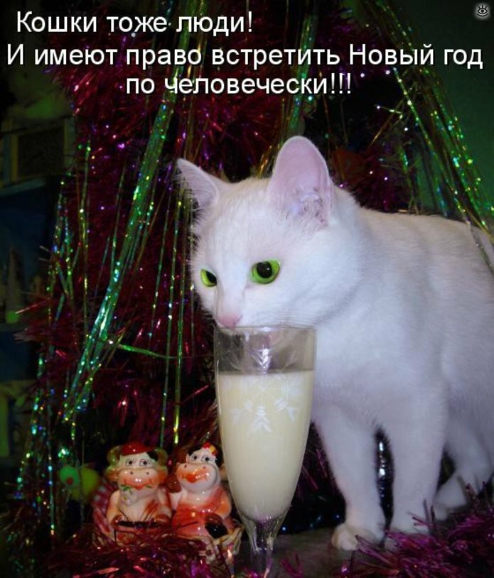 Новогодние котяры 16