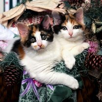 Фото приколы Новогодние котяры