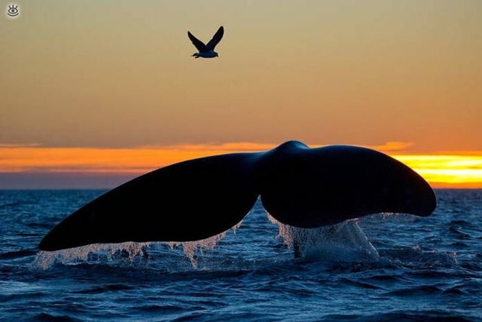 Величественные киты 0