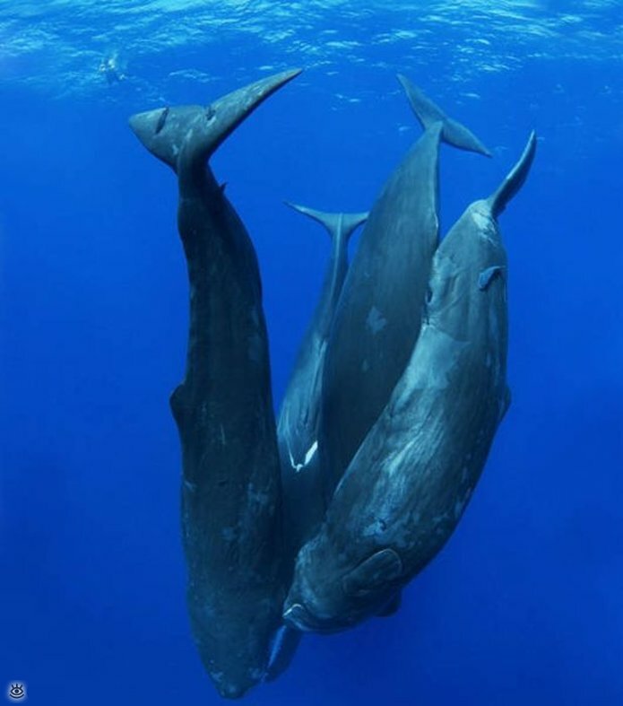 Величественные киты 10