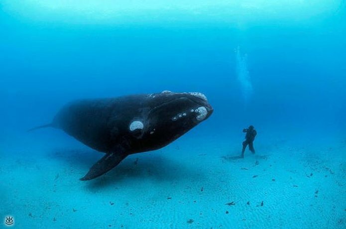 Величественные киты 18