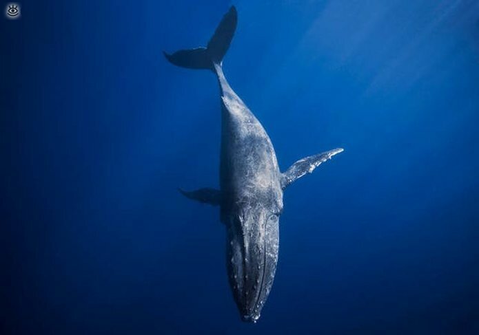Величественные киты 19