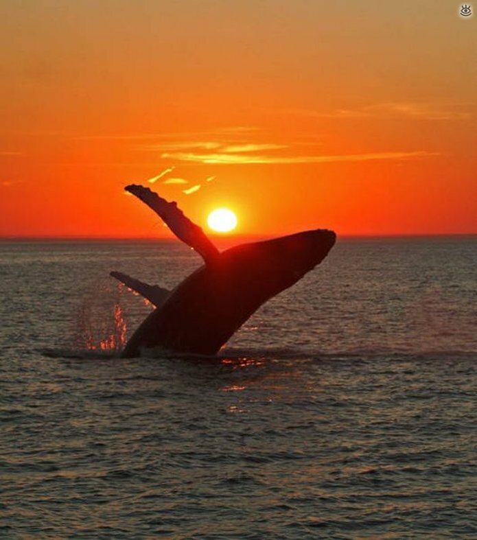 Величественные киты 20