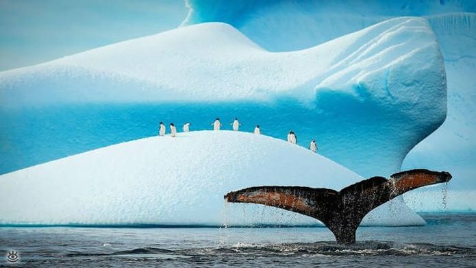 Величественные киты 22
